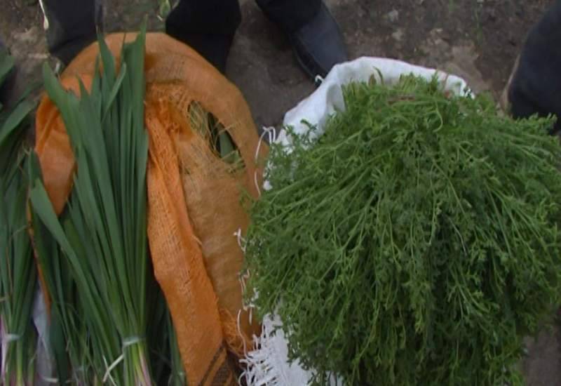 گیاهان کوهی و جانوران وحشی کهگیلویه و بویراحمد در تیر رس غارتگران طبیعت