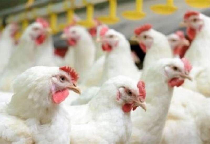 ماجرای مرغ‌های تریاکی و تشویش اذهان عمومی