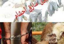 دستگیری سارقان احشام در گچساران