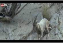 (ویدئو) بز کوهی سه‌پا در دیل گچساران