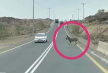 (ویدئو) تصادف خودرو با یک الاغ  