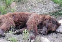لاشه خرس قهوه‌ای در مناطق آزاد چرام به آتش کشیده شد