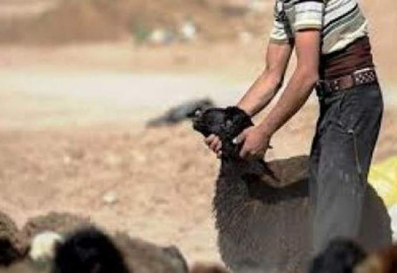 دستگیری 2 سارق احشام در یاسوج