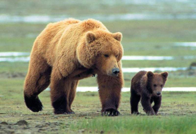 (ویدئو) شیر دادن خرس قهوه‌ای به بچه‌اش  