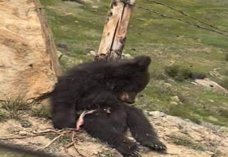 ۶۶ مورد خرس‌کشی در دهه گذشته/ فاجعه کی متوقف می‌شود؟ / خرس‌های که در کهگیلویه و بویراحمد کشته شدند