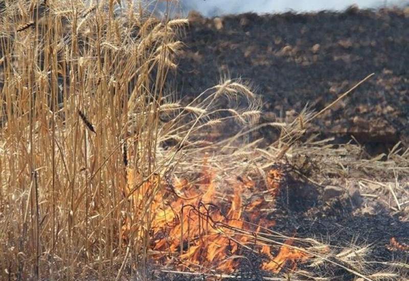 50 هکتار از مزارع گندم منطقه برج علیشیر دهدشت طعمه حریق شد