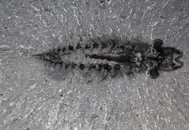 (تصاویر) این جاندار عجیب شاید جد حشرات امروزی باشد!