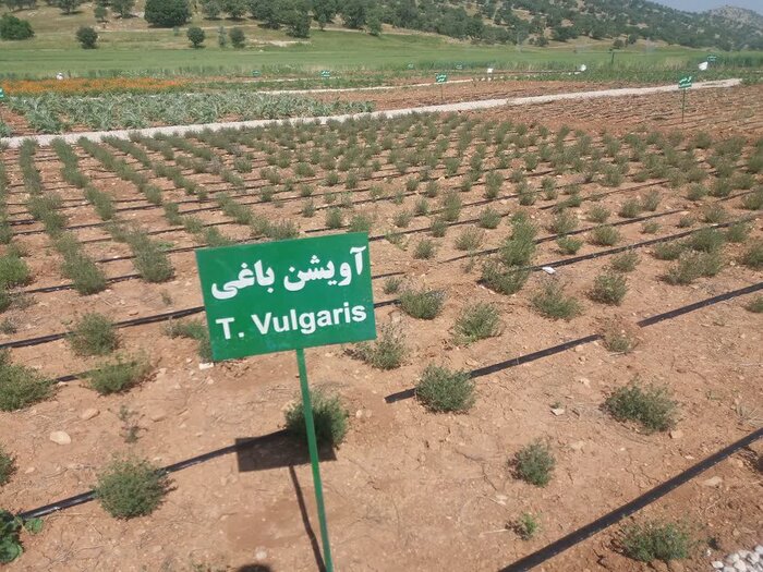 کشت گیاهان دارویی در کهگیلویه و بویراحمد