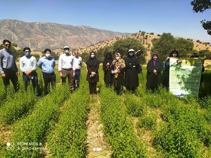 کشت گیاهان دارویی در کهگیلویه و بویراحمد