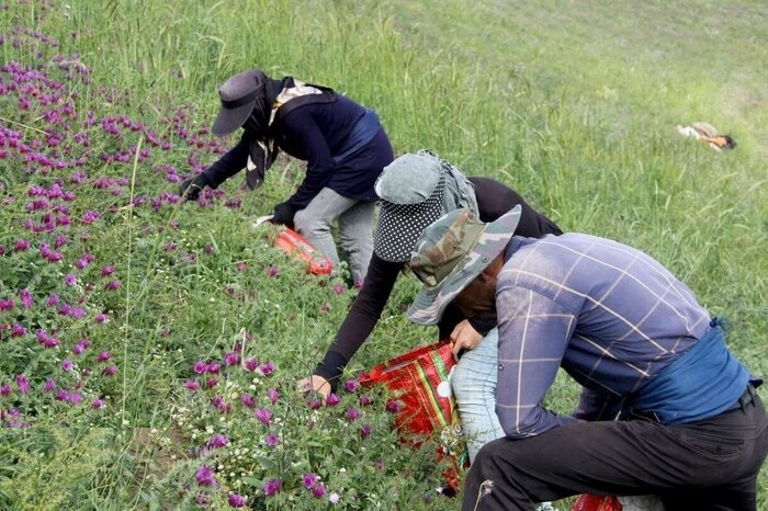 کشت گیاهان دارویی در کهگیلویه و بویراحمد