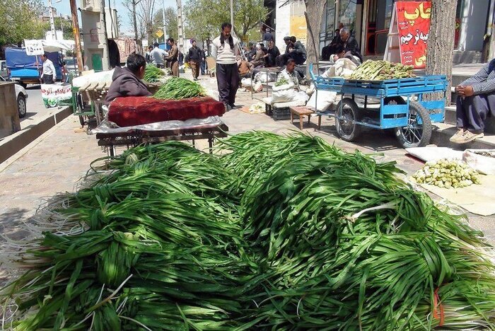 کشت گیاهان دارویی در کهگیلویه و بویراحمد