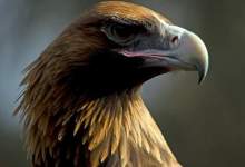 عقابی که قادر به شکار کانگورو بود! / عکس