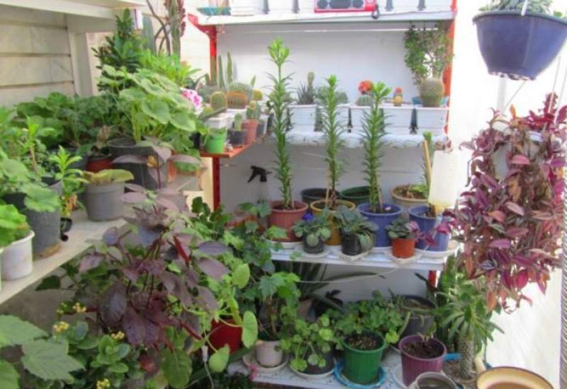 معرفی 12 گیاه تصفیه کننده هوا مخصوص منزل