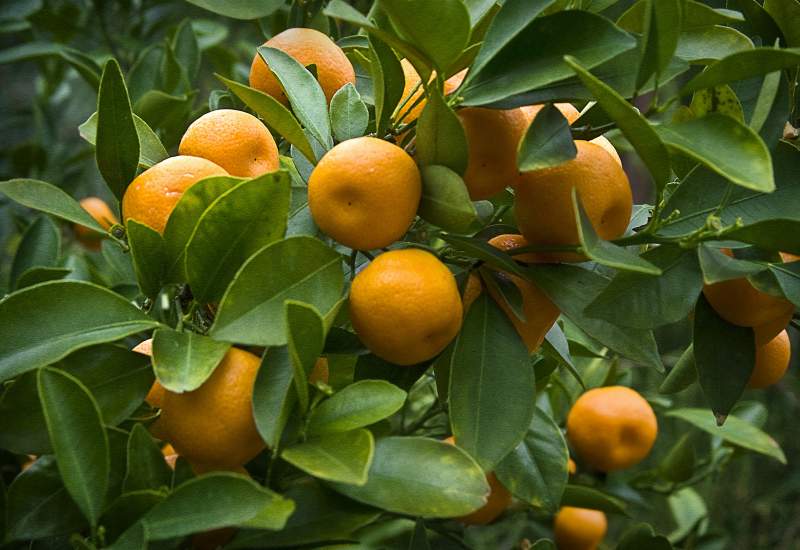 باغ میوه با موقعیت عالی در شهر باشت به فروش می‌رسد