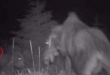 (ویدئو) اتحاد خرس و گرگ برای شکار گوزن مادر و بچه‌اش