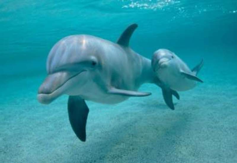 فیلم) واکنش جالب دلفین خلیج‌فارس به شعرخوانی یک کودک