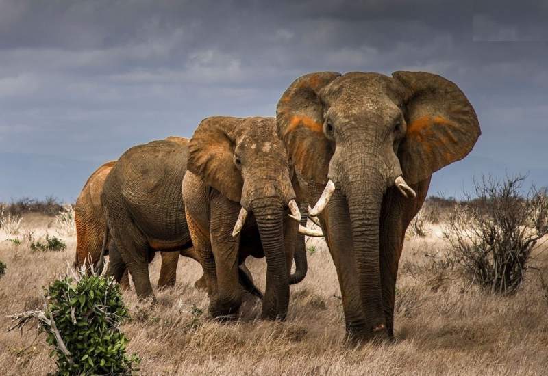 (ویدئو) مهاجرت بزرگ فیل‌ها از زیمباوه به بوتسوانا به دلیل کمبود آب  <img src="/images/video_icon.png" width="11" height="10" border="0" align="top">