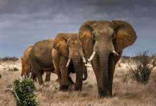 (ویدئو) مهاجرت بزرگ فیل‌ها از زیمباوه به بوتسوانا به دلیل کمبود آب