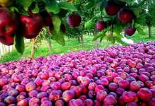 خرید سیب از باغداران کهگیلویه و بویراحمد دو برابر می شود