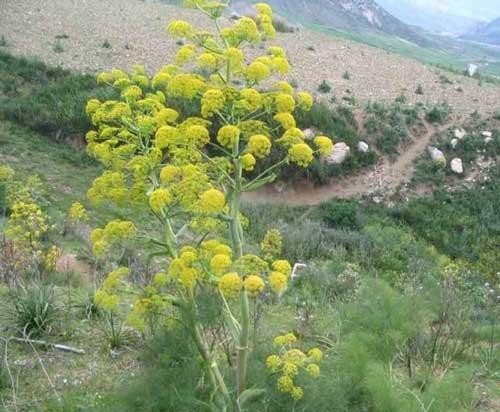گیاهان دارویی؛ طلایی که مس شد