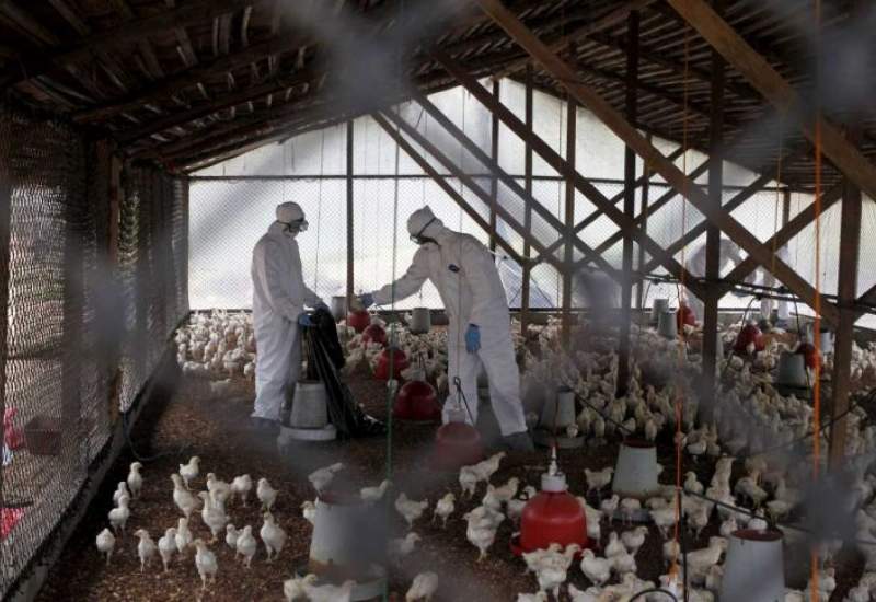 لزوم تشکیل ستاد آنفلوانزای فوق حاد پرندگان در شهرستان های کهگیلویه وبویراحمد