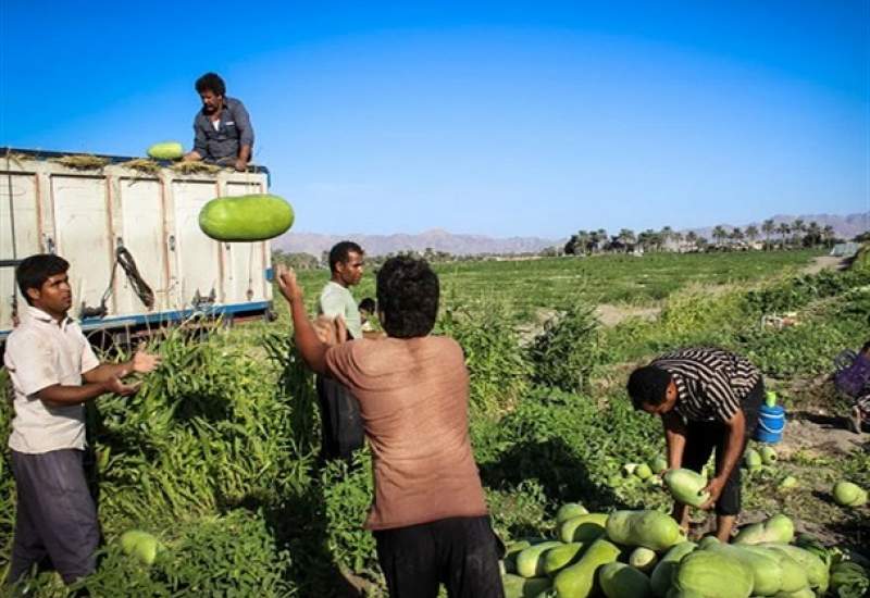 هشدار گرما و کمبود کامیون؛ تولید محصولات کشاورزی باشت در معرض خطر جدی / سازمان جهاد کشاورزی و تعاون روستایی چاره‌اندیشی کنند!