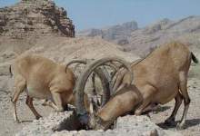 اقدام خودجوش مردم روستای کره در حمایت از حیات وحش دنا/ تقدیر مدیرکل از مردم  