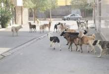 واکسیناسیون حدود 7 هزار قلاده سگ صاحبدار در کهگیلویه و بویراحمد