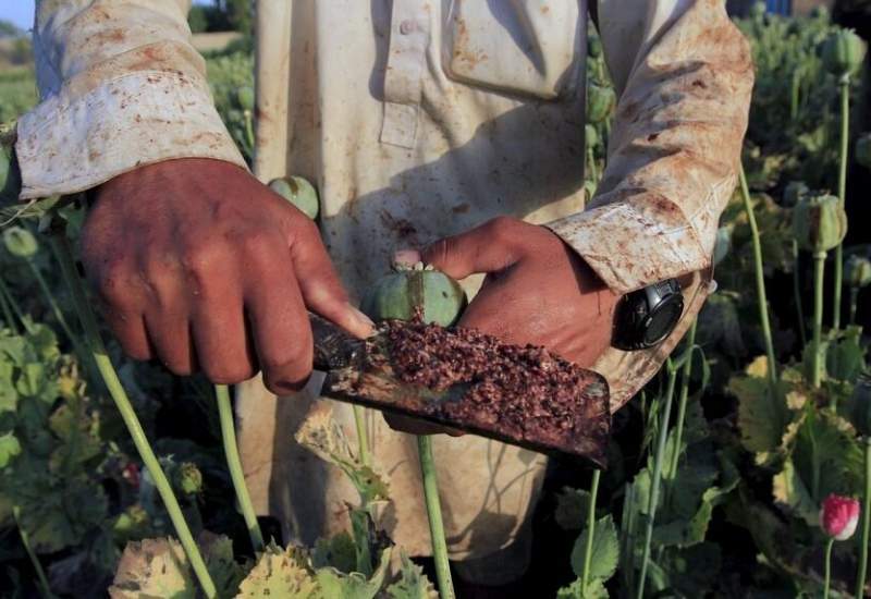 تریاک ماده اصلی تولید دهها داروی موثر بر بیماریهای سرطان، اسپاسم، درد و سرفه است / در نبود تریاک در بازار، آمار مصرف کنندگان موادهای روانگردان، به شدت افزایش یافته و  ۱۲ میلیون خانواده را گرفتار مصیبتهای معتادان کرده / شهریاری، نماینده مجلس: کشت خشخاش میتواند ارزآوری هم داشته باشد و به معنای آزاد کردن اعتیاد نیست