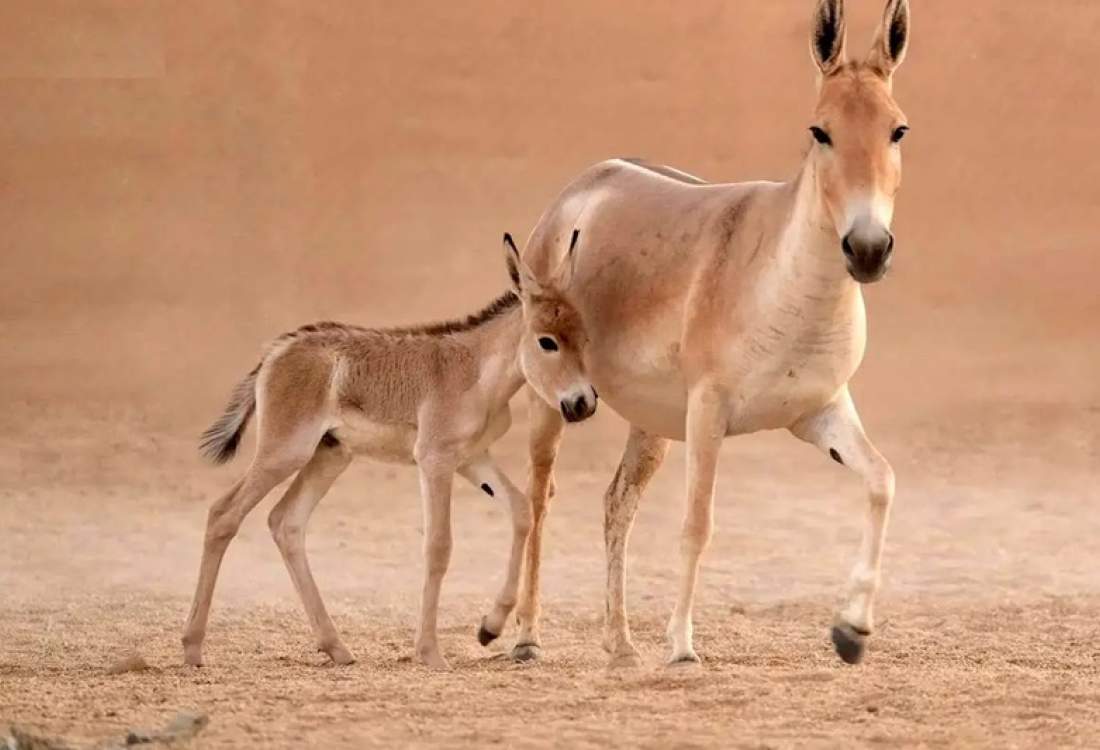 تصاویر؛ تولد نخستین کره‌خر در عربستان پس از یک قرن  