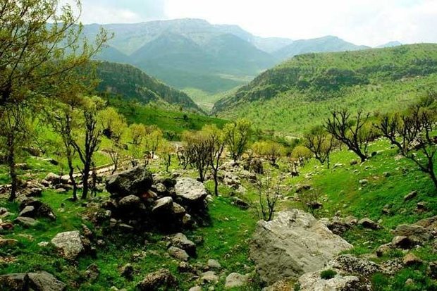 مجوز احداث پژوهشگاه بلوط در کهگیلویه و بویراحمد گرفته شد